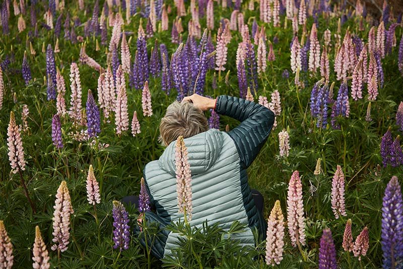 Spring Lupins