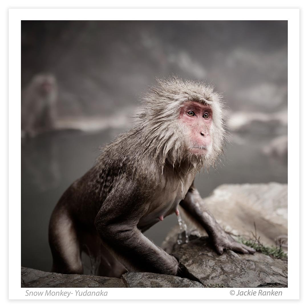 11-Snow-Monkey-054-crop.jpg