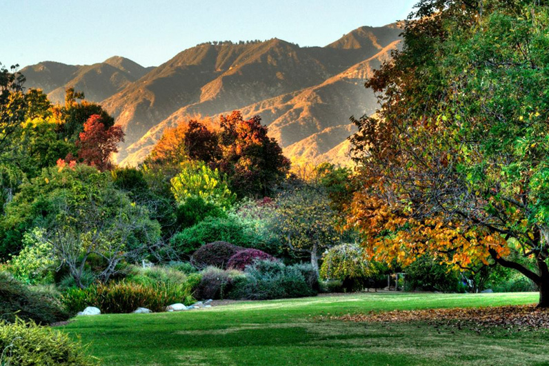 LA Arboretum Places To Go In LA Field.jpg
