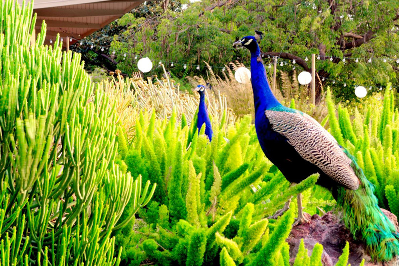 LA Arboretum Places To Go In LA Peacocks.jpg