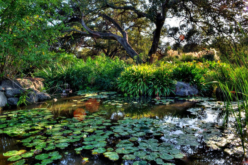 LA Arboretum Places To Go In LA Pond.jpg