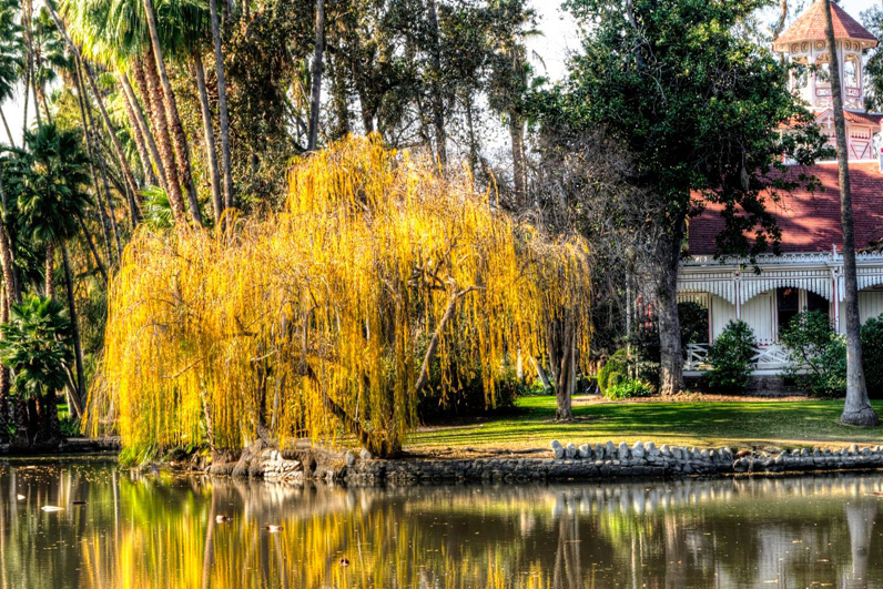LA Arboretum Places To Go In LA Weeping Willow.jpg