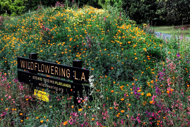 LA Arboretum Places To Go In LA Wildflowers.jpg
