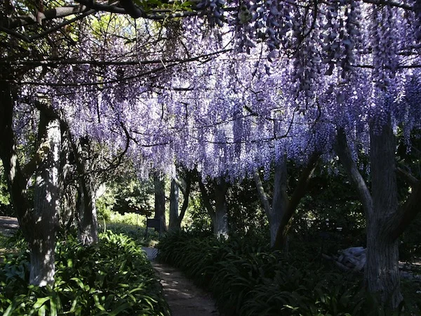 Huntington Library Gardens Wisteria Arbor.jpg