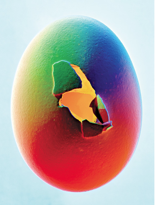  Feature, Bionic Eggs  Photograph by Bobby Doherty  New York Magazine 