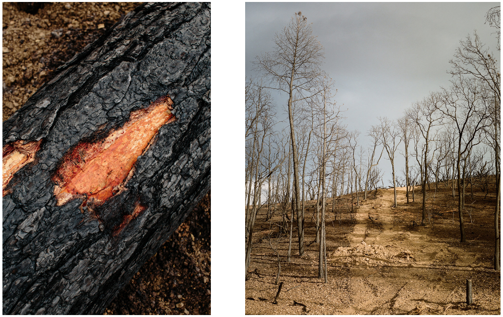 Harbin Hot Springs, Post Fire. California, 2016 Photographs by Brian Flaherty