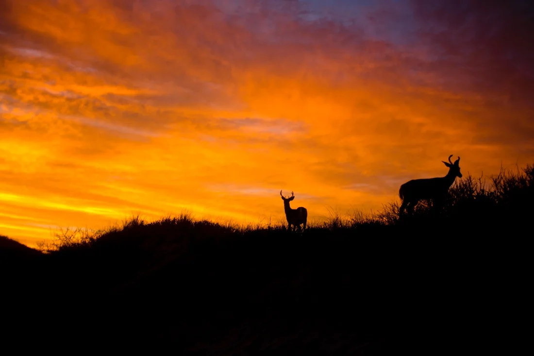 fire island pines septmber 20th & 21st 2014 1; deer beach sunset silhouette.jpg
