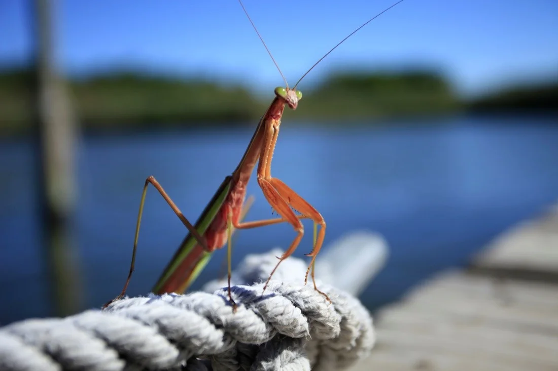 fire island pines september 11 & 12 2010; praying mantis 4.jpg