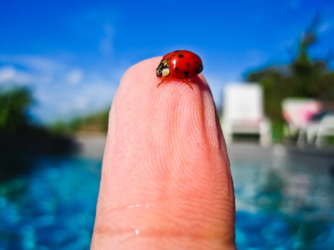 fire island pines; june 19th - 21st 2015 23; ladybug on finger in pool.jpg