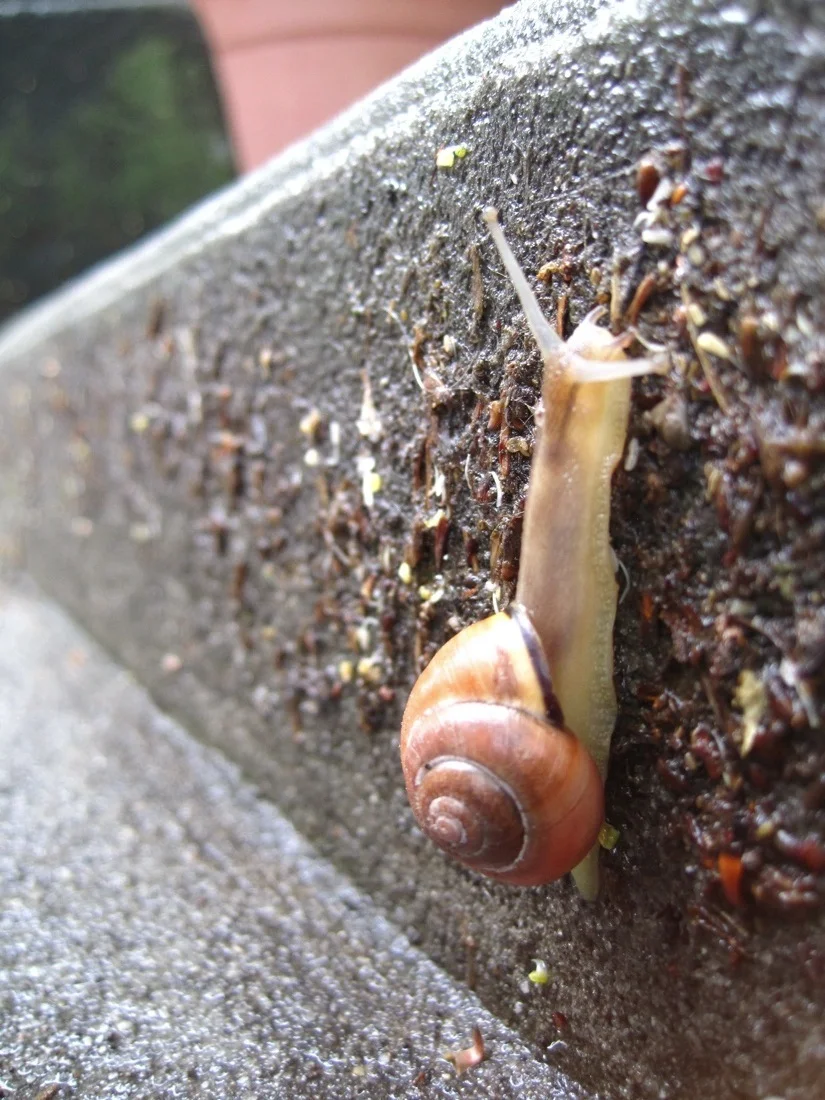 a tree grows in brooklyn - or at least a snail.jpg