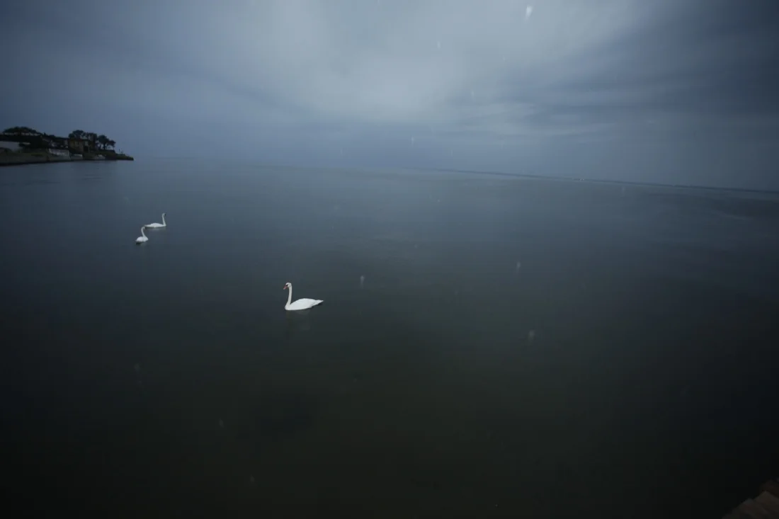 fire island pines august 13 & 14; swans rain.jpg