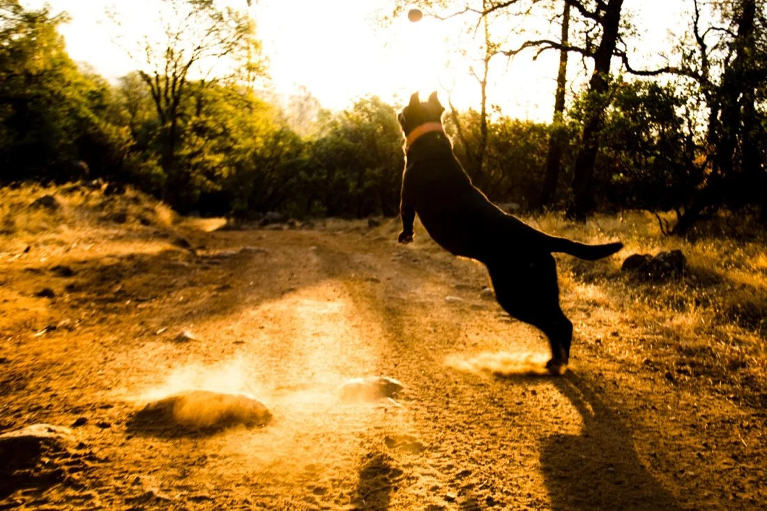 marijuana ranch california october 2013 68; dog sunset jump.jpg