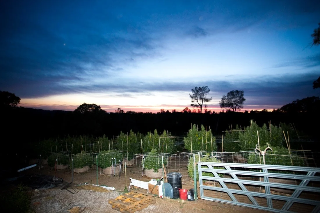 marijuana ranch california october 2013 25; plants sunset.jpg