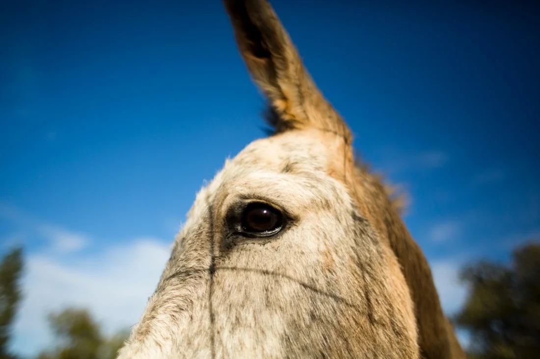 marijuana ranch california october 2013 23; donkey shadow.jpg