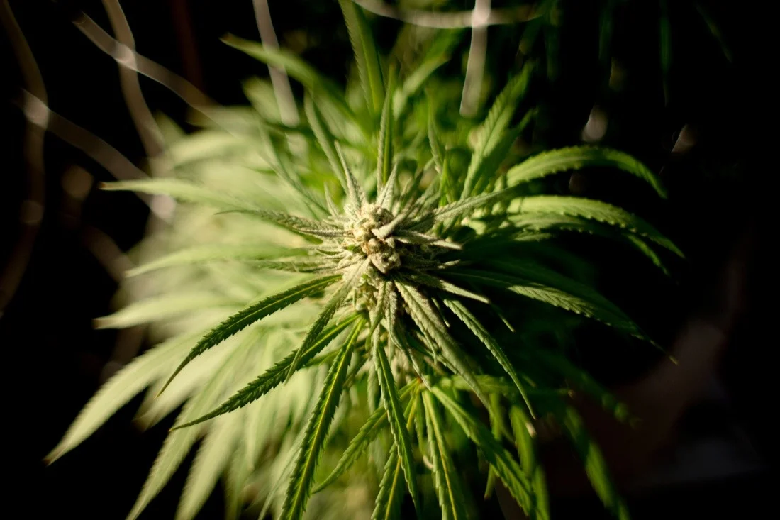 marijuana ranch california october 2013 8; flowering plant.jpg
