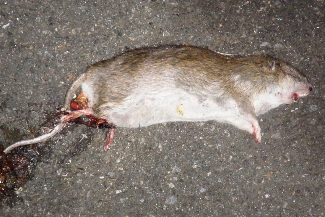dead rat december 2012.jpg