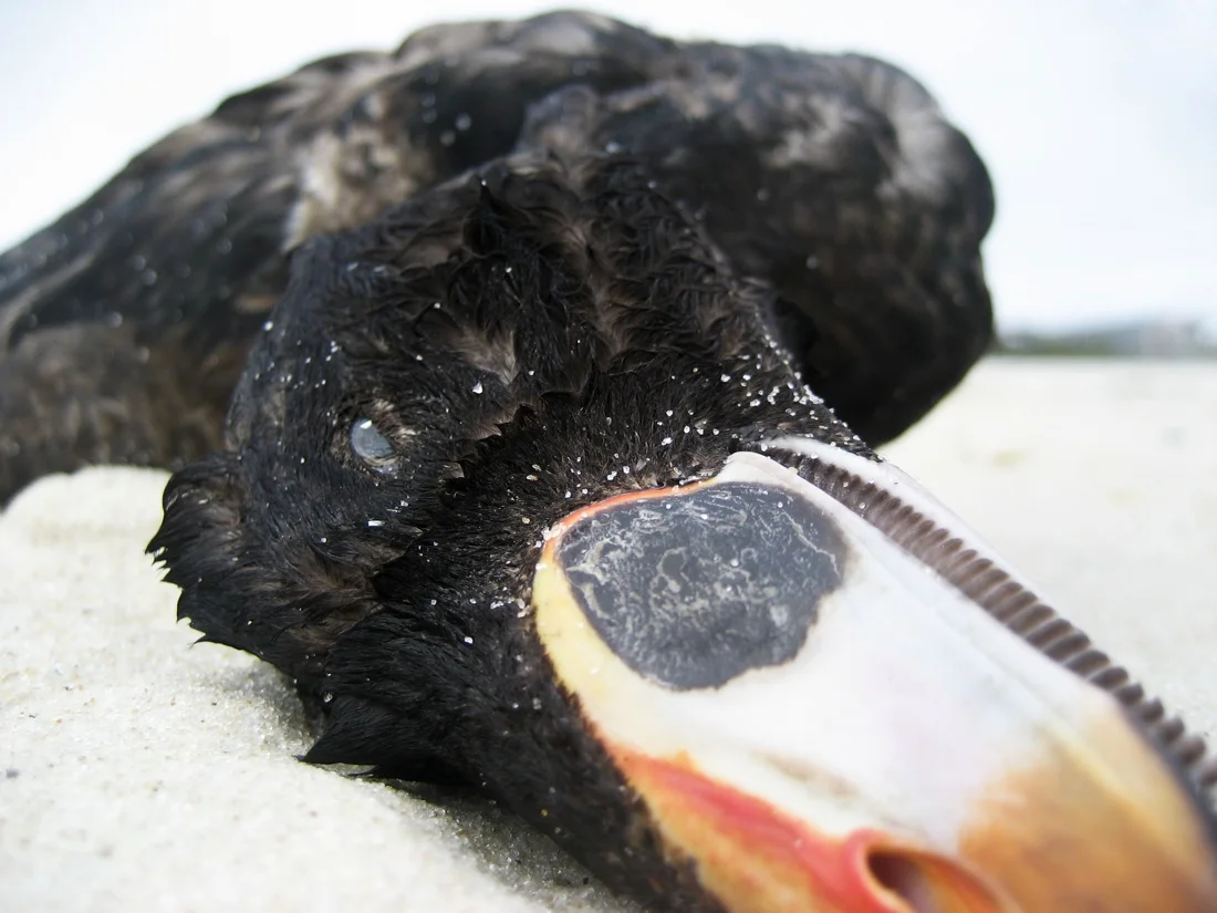 fire island pines may 21 & 22; dead bird orange beak.jpg