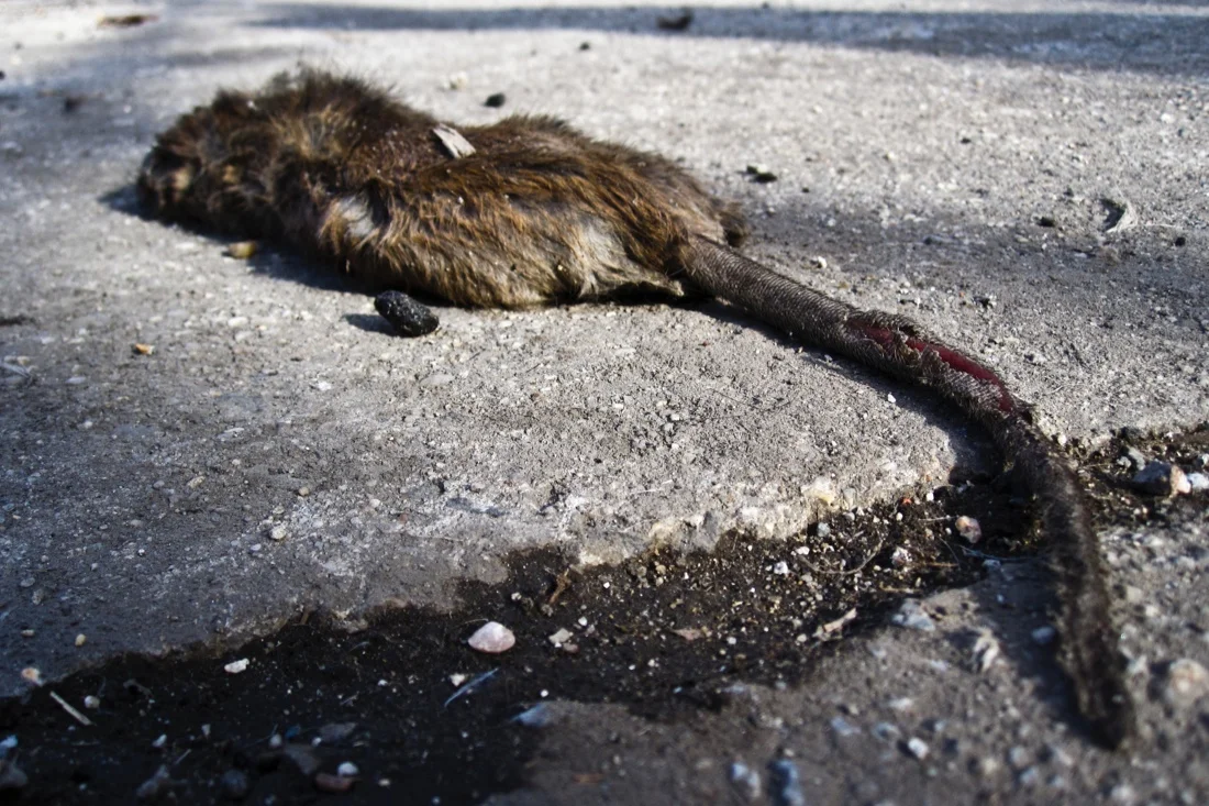 dead rat march 2015.jpg