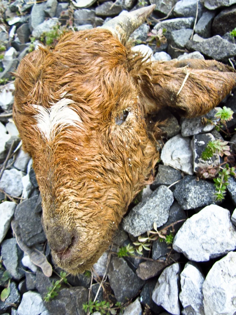 dead goat head.jpg