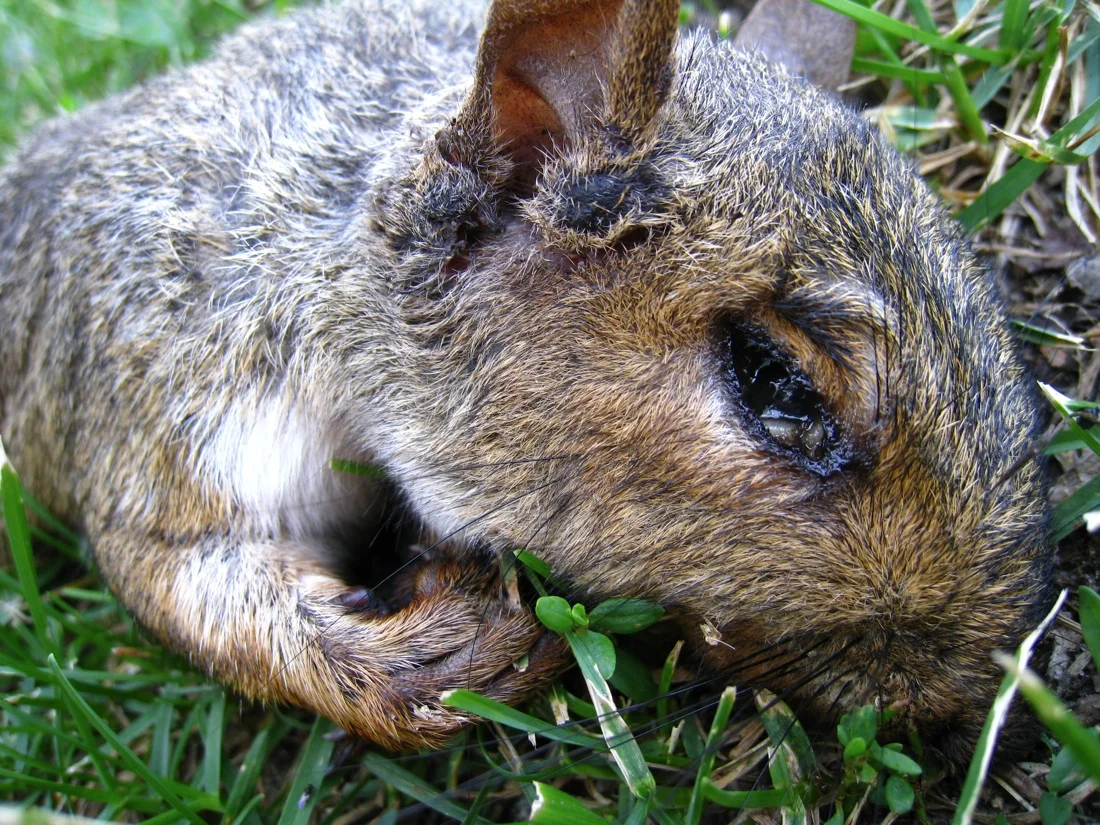 dead squirrel 2.jpg