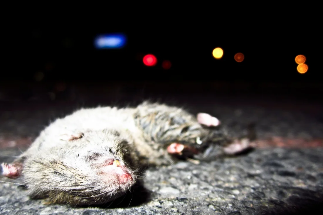 dead baby rat january 2012.jpg
