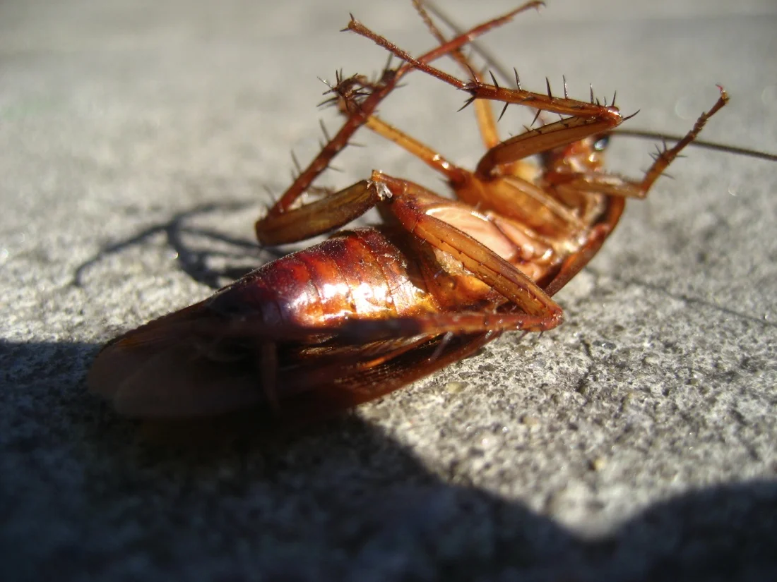 dead roach november 2011.jpg