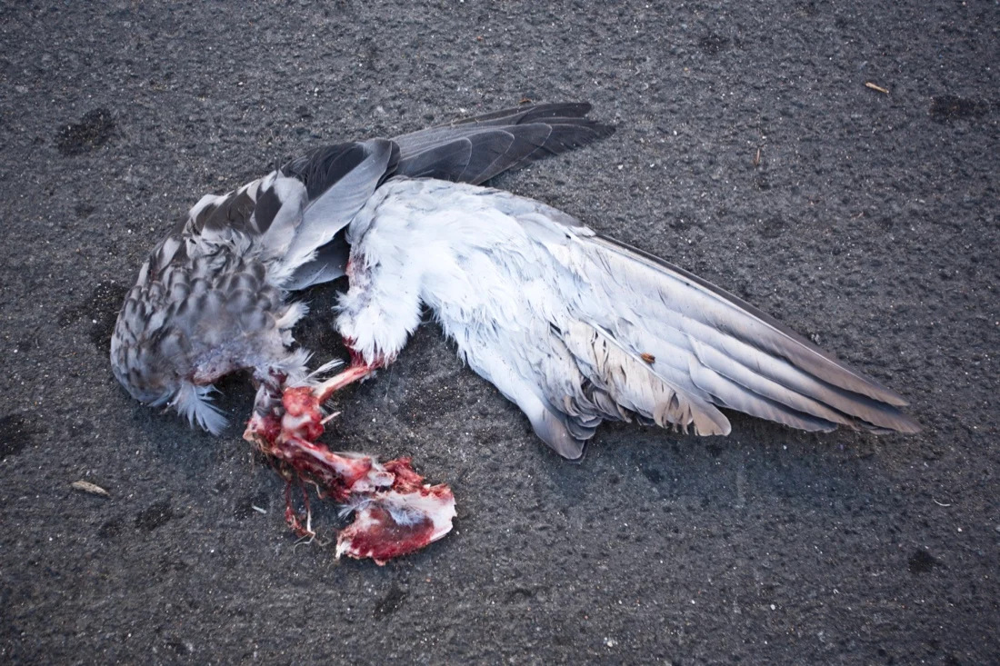 dead pigeon wing street.jpg