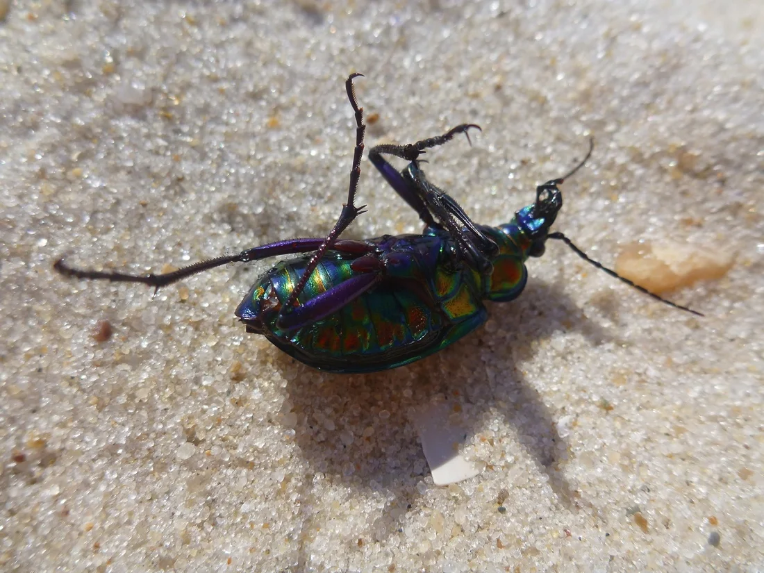 fire island pines second independence day weekend 2012 90; dead bug.jpg