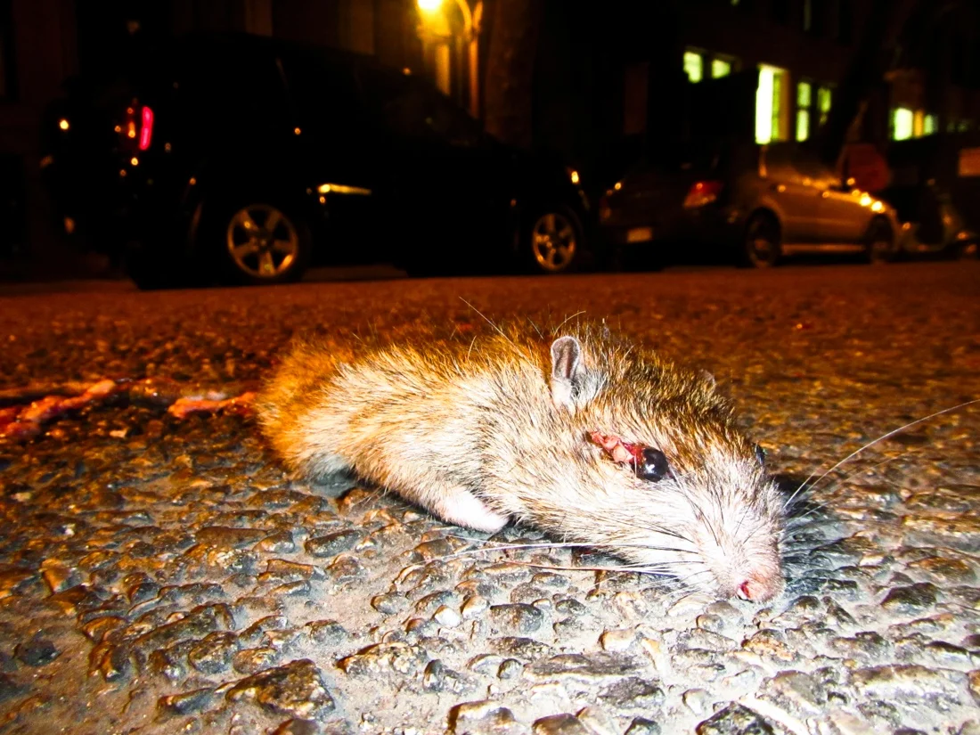 dead rat january 2013 1.jpg