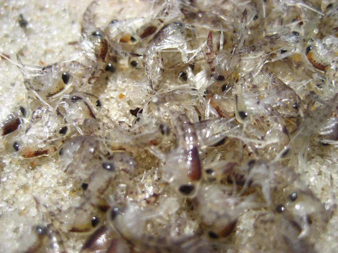 baby shrimp.jpg