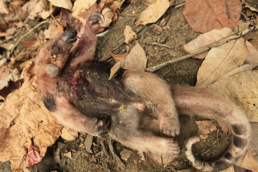 costa rica 2009; dead anteater.jpg