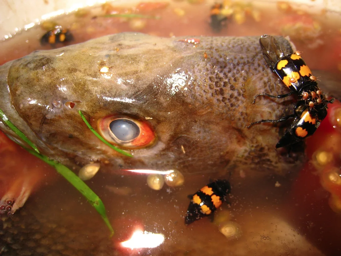 adirondacks 2008; fish head.jpg