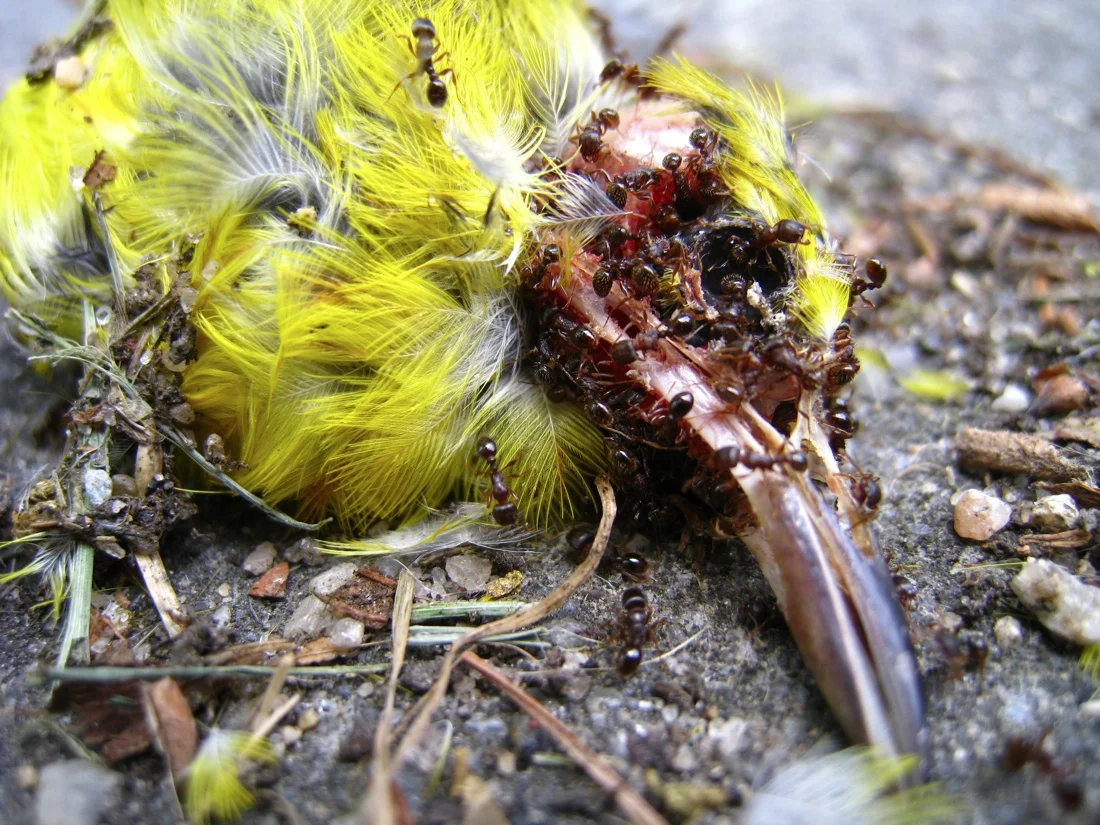dead bird.jpg