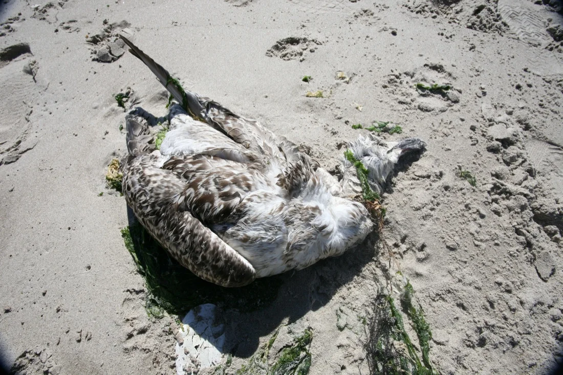 dead bird 1.jpg