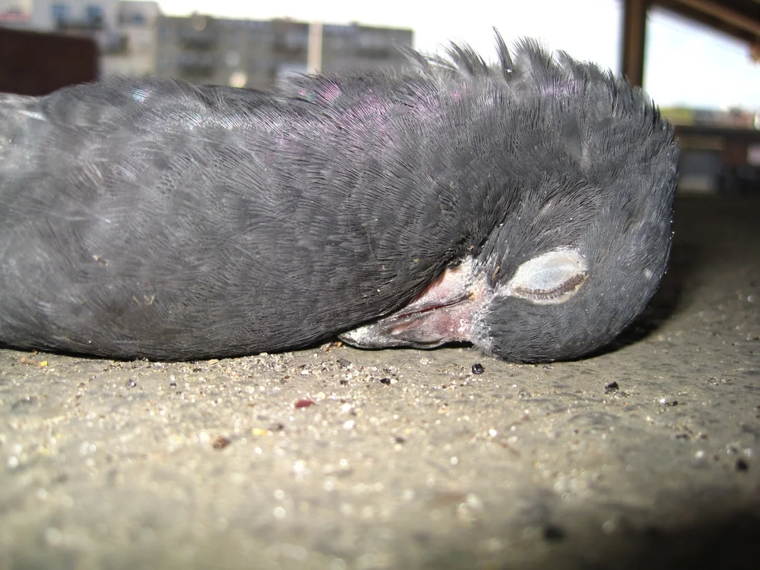 dead pigeon 2.jpg