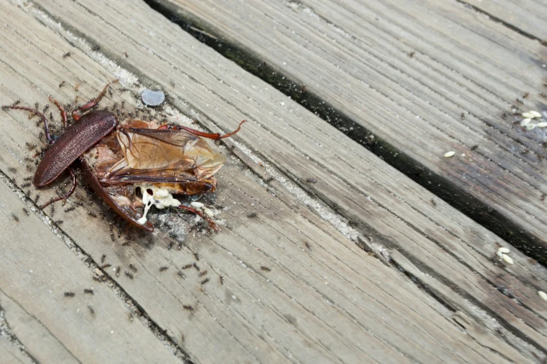 fire island pines july 20th-22nd 2012 81; squished dead beetle ants.jpg