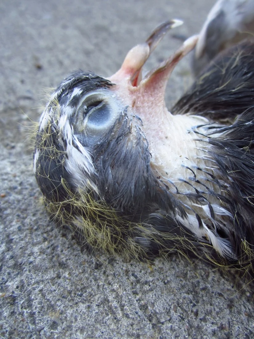 dead pigeon 2 april 2012.jpg