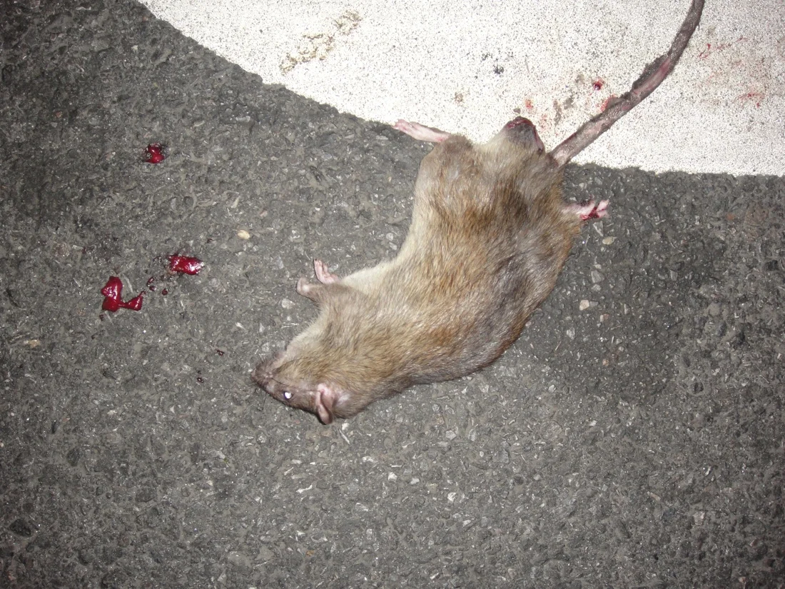 dead rat july 2010.jpg