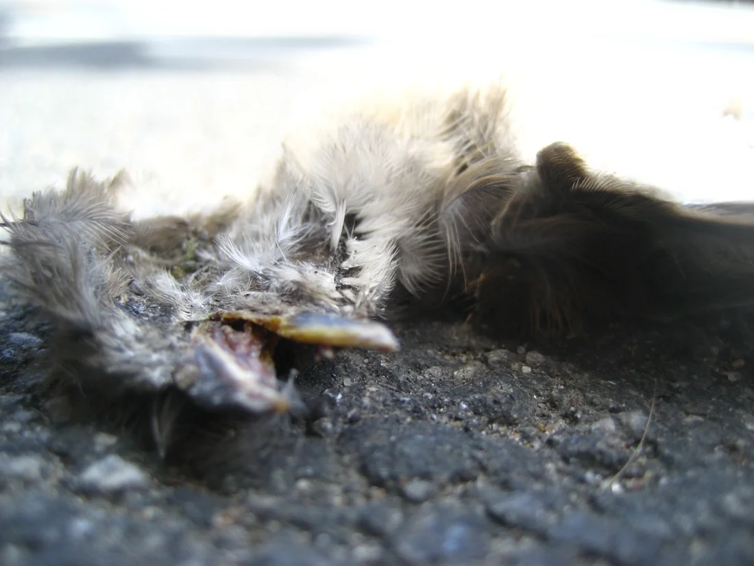 dead crushed baby bird.jpg