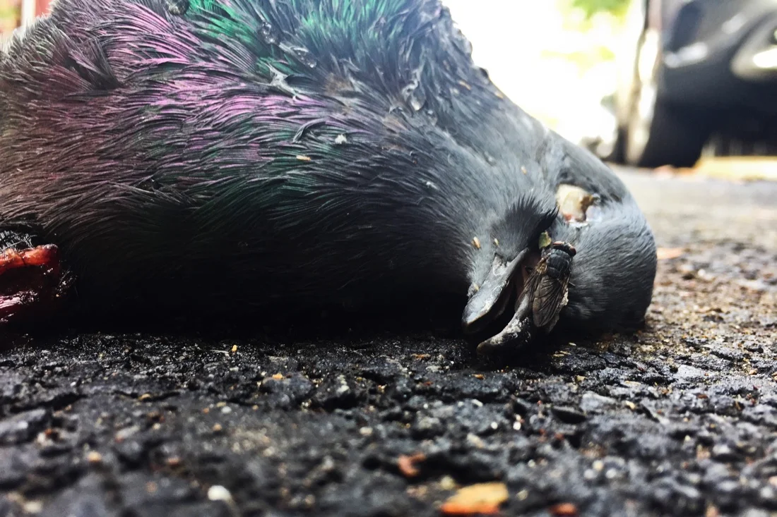 Dead Pigeon October 2016.jpg