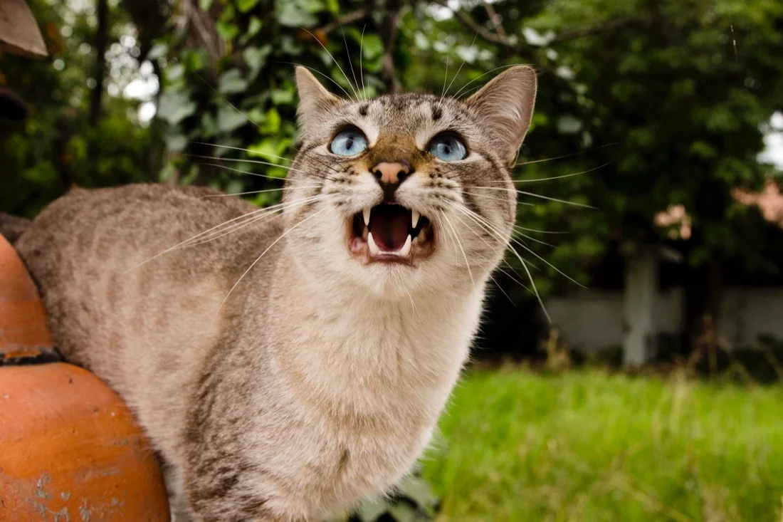 Mexico October 2018 84 - San Miguel de Allende; Abandoned House With Lots Of Cats Cat Meowing Teeth Fangs.jpg