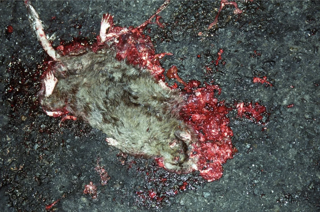 Dead Rat 2002 1.jpg