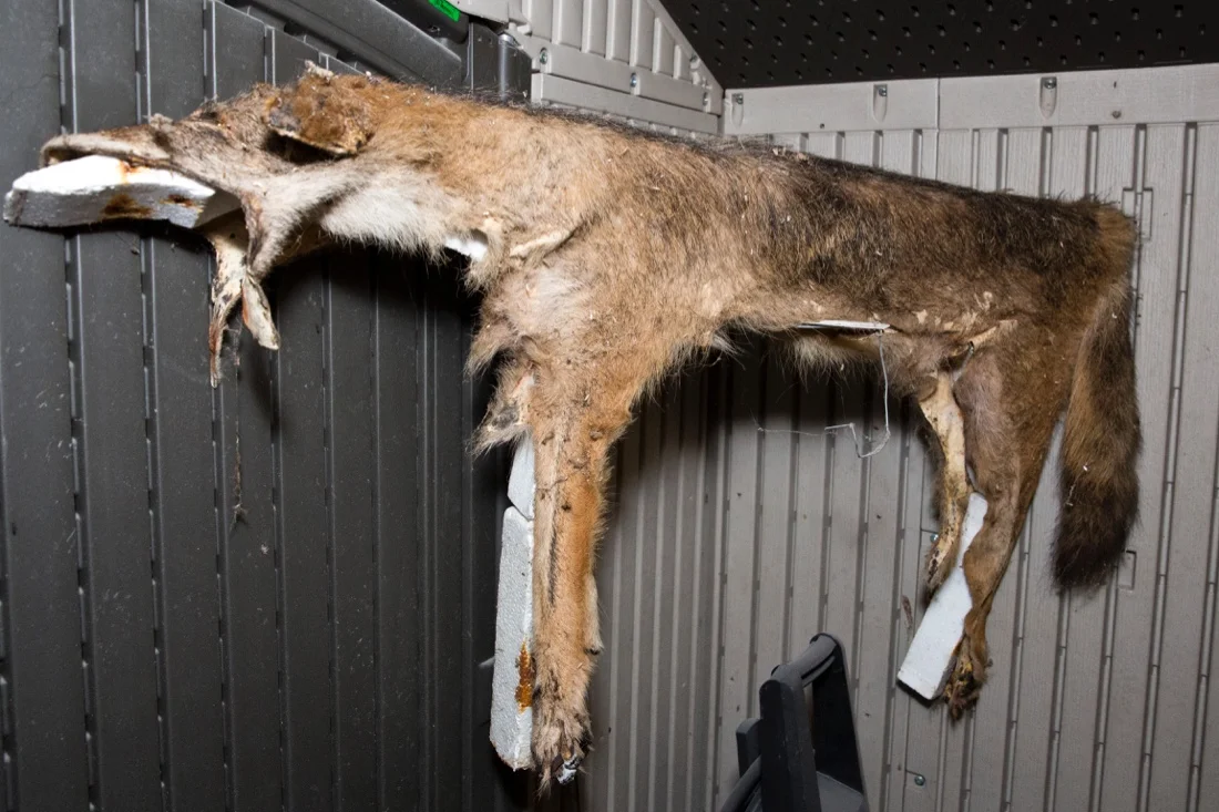Florida January 2019 - Treehouse at Danville 98; Dead Coyote.jpg