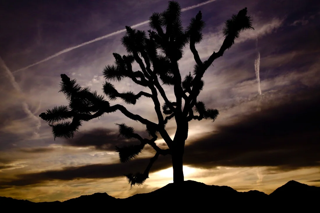 California April 2019 Joshua Tree 12; Sunset Silhouette Chemtrails.jpg