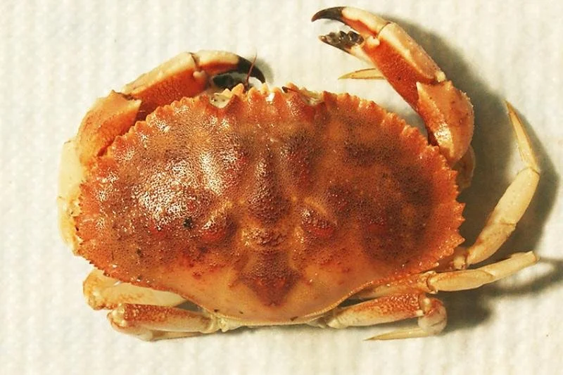 Jonah_crab_noaa_overhead_picture_accessed-2024-04-24.jpg