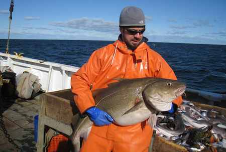  Atlantic cod caught off New England.