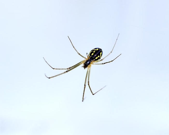 -- From photographer Thomas Hook, New England Diary's man in Southbury, Conn. "Floating in space, here's a Yellow and Black Garden spider that has its web on our front porch. It's a very small creature magnified by the use of a macro lens. I erased the web because it was distracting.''
