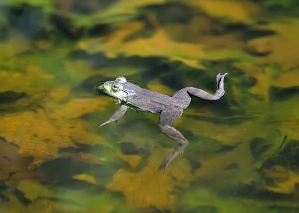 Backyard bathing beauty