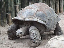 tortoise.jpg