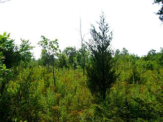 Northeast's Great Thicket National Wildlife Refuge 